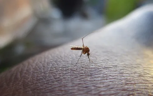 Practical Strategies for Avoiding Mosquito Bites
